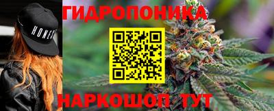 шишки Лесной